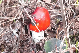 Hutträger im Porträt: Infos zu Pilzen im Vogtland - Nicht essbar und sogar richtig giftig, aber ein schöner Anblick: der Fliegenpilz.