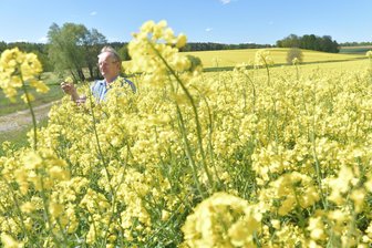 Ich sehe was, was du nicht siehst - und das ist gelb! - Landwirt Gunther Zschommler bewirtschaftet dieses Jahr 45 Hektar mit Raps.