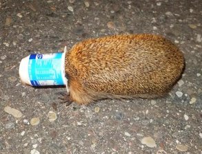 Igel im Joghurtbecher - Polizei greift ein -