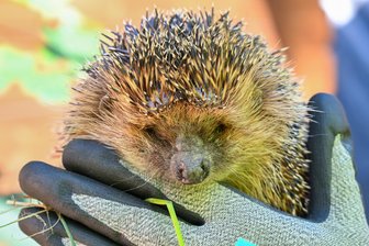 Igel im Winter: Was Kinder in Meerane lernen können - Zum Leben der Igel ist in der Stadtbibliothek Meerane mehr zu erfahren.