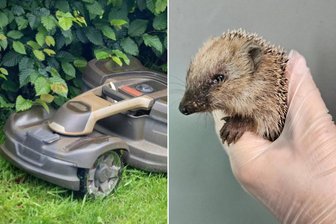 Igel in Gefahr: Kommt im Landkreis Zwickau ein Nachtfahrverbot für Mähroboter? - Mähroboter werden den nachtaktiven Igeln häufig zum Verhängnis. Ein Fahrverbot in der Nacht könnte Abhilfe schaffen.