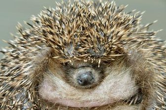 Igel mit Kater - 