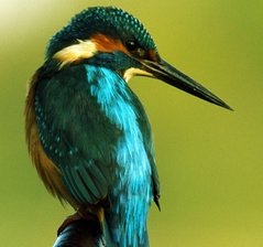 Igel und Eisvogel heimsen Preise ein - 
              <p class="artikelinhalt">Der Eisvogel, ein begnadeter Fischjäger, war lange Zeit gefährdet. Jetzt ist er wieder anzutreffen.</p>
            