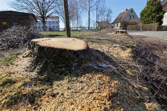 Illegale Fällaktion in Dennheritz: Drei Laubbäume Opfer von Vandalismus - So wie auf diesem Beispielbild wurden in Dennheritz drei Bäume illegal gefällt.