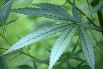 Illegale Hanfplantage in Theuma entdeckt -