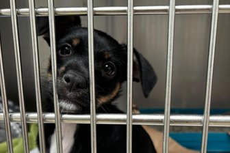 Illegaler Handel mit Hundewelpen: Amtsgericht Zwickau verurteilt drei Frauen - Wie dieser Welpe werden kleine Hunde oft in beengten Boxen nach Deutschland gebracht, nicht selten ohne vorgeschriebene Impfungen.
