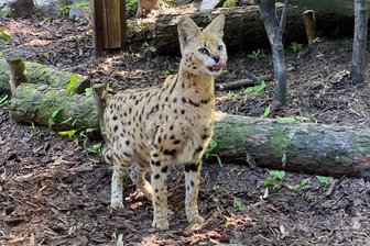 Illegaler Tierverkauf im Zoo der Minis? Peta wendet sich an die Stadt Aue - Im Auer Zoo der Minis werden Servale gehalten. Foto: Ralf Wendland