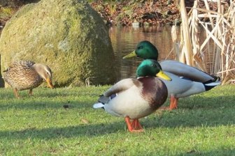 Im Amerika-Tierpark in Limbach-Oberfrohna ist Vogelgrippe ausgebrochen -