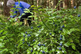 Im Erzgebirge im Wald: Viele Blaubeeren - wenige Sammler - In diesem Jahr gab es viele Blaubeeren, allerdings offenbar kaum Sammler. 