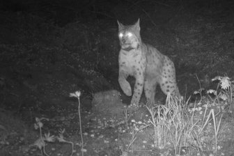 Im Erzgebirge sitzt sogar der Luchs im Funkloch - Das erste Foto aus der Wildnis. Luchsweibchen Nova an einem Rehriss. Das Bild wurde von einer Fotofalle aufgenommen. Knapp 30 sind in den Forstbezirken Eibenstock, Adorf und Neudorf im Einsatz.