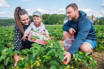 Im Erzgebirge startet jetzt die Erdbeersaison - Mandy Wellnitz, Anton Ficker und Sebastian Ficker (v. l.) sind in Lauter Erdbeeren pflücken gewesen. Diese verarbeiten sie unter anderem zu Marmelade und Schnaps, die meisten werden aber frisch gegessen. 