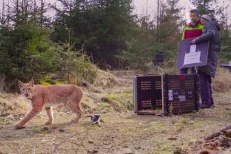 Im Erzgebirge vermisster Luchs tappt in Fotofalle – Anderthalb Jahre war er verschwunden - Luchs Juno wurde am 18. März 2024 im Erzgebirge ausgewildert.