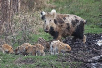 Im Flecktarn in die Suhle - Gefleckte Wildschweine im Werdauer Wald.