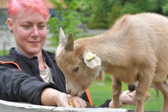 Im Freiberger Tierpark gibt es Nachwuchs - und ein neues Ziegenböcklein -