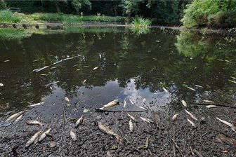 Im Glauchauer Gründelpark sterben die Fische - Im Schlamm des Glauchauer Hammerteiches verenden die Fische.