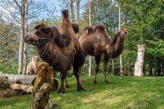 Im Göltzschtal steppen am Wochenende viele Bären - Die Kamele im Falkensteiner Tiergarten warten am Freitag auf viele Besucher.