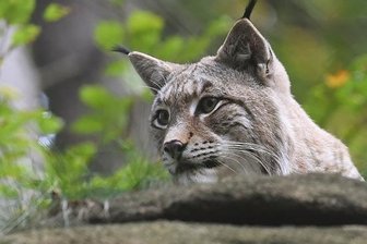 Im Harz leben inzwischen wieder bis zu 90 Luchse -