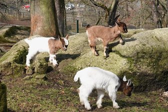 Im Hirschfelder Tierpark gibt es erfreulich viel Gemecker - Die jungen Zwergziegen - insgesamt neun haben in diesem Jahr das Licht der Welt erblickt - haben sich bereits in ihrem Gehege eingelebt. Sie sind nicht nur die Lieblinge der Kinder. 