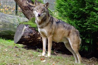 Im Hirschfelder Tierpark sind die neuen Wölfe da: Doch wie sollen sie heißen? - Fotogen scheint der Zweijährige zu sein. Er schaut schon in die Kamera.