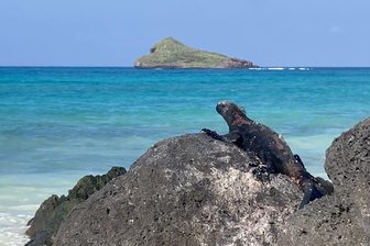Im Jurassic Park der Gegenwart: Zu Besuch auf den Galápagos-Inseln - Die Meerechsen kommen nur auf den Galápagos-Inseln vor. Als einzige Echsenart jagen sie im Meer - was ihre Farbe erklärt: Wegen der schwarzen Haut wärmt die Sonne sie nach dem Bad schnell wieder auf.