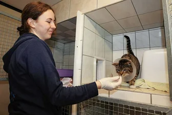 "Im Moment tobt die Hölle" - Vielauer Tierheim kann sich vor Fundkatzen kaum retten - Die angehende Tierpflegerin Anni Bauch füttert eine der vielen verletzten oder kranken Katzen. Dieses Tier hat eine Operation an den Ohren hinter sich. 