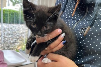 Im Motorraum an die Ostsee: Katze wird an der Küste heimisch - Der neue Besitzer hatte das Katzenjunge auf den Namen Flo getauft. Das kommt von Florian, dem Schutzgott der Feuerwehrleute.