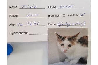 Im neuen Katzenhaus für das Vogtland kommt bald weniger Geld an - Trixie ist eines von 15 Tieren, die momentan das Ellefelder Katzenhaus bewohnen.