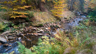 Im Tal des Schwarzwassers - 