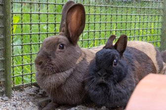 Im Tierheim in Annaberg-Buchholz wird 25. gefeiert - Das Tierheimteam hofft auf ein neues Zuhause unter anderem für Chica (groß) und Chiquita.