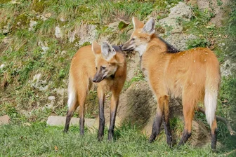 Im Tierpark Chemnitz ganz nah dran am Mähnenwolf - Mähnenwölfe sind seit Dezember 2024 neue Bewohner im Tierpark Chemnitz.