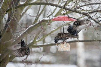 Im Vogtland beobachtet: Die ersten Zugvögel sind schon da - Stare sind zurück im Vogtland und belagern die Futterstellen - wie hier im Südwesten von Plauen.
