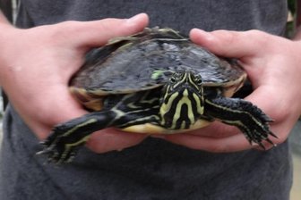 Im Vogtland vom Hochwasser mitgerissen: Schildkröte hat Glück im Unglück - Diese Schildkröte wurde in Untermarxgrün an ein Tor gespült.