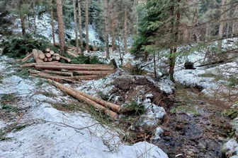 Im Zwotaer Glasbachtal machen Fichten Platz für Vielfalt - Holzeinschlag zwischen Zwota und Kottenheide zur Renaturierung des Glasbaches.