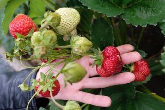 Imagewechsel für die Parzelle: Kleingärtnern soll cool werden - Erdbeeren gelten als eine der klassischen Gartenpflanzen. In diesem Jahr gibt es besonders viele von ihnen.