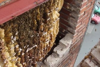 Imker bergen Bienenvolk aus Fabrikmauer - Hinter dem aufgehackten Mauerwerk verbargen sich Naturwaben, wie sie sonst nie zu sehen sind.