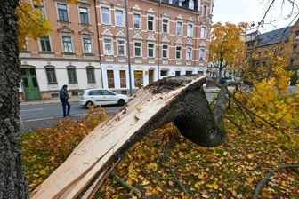 Immer mehr Chemnitzer Bäume in Not - Ein durch den Sturm in der vergangenen Woche vom Stamm abgelöster Teil eines Ahornbaums an der Augustusburger Straße in Gablenz. Bilder wie dieses bieten sich derzeit im gesamten Stadtgebiet. Mehrere trockene Jahre in Folge haben vielen Bäumen zugesetzt; eine Reihe von Fällungen steht an.