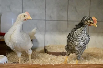 Immer mehr Hühner und Hähne werden ausgesetzt: Im Tierheim bei Zwickau warten „Kyle“ und „Berq“ auf ein Zuhause - Das Tierheim „Vielauer Wald“ hat zwei ausgesetzte Junghähne aufgenommen: Kyle (links) und Berq.