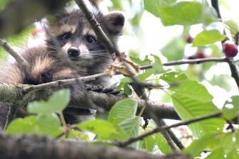 Immer mehr Waschbären in Mittelsachsen: Was gegen das Raubtier unternommen wird - Auf dem Grundstück von Heidrun Böhme in Mulda hatte es sich im vergangenen Jahr ein junger Waschbär als Erntehelfer im Kirschbaum gemütlich gemacht.