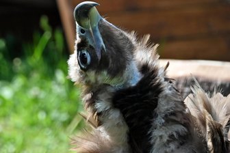 In Augustusburg geht zum Männertag eine „Dame“ in die Luft - Mönchsgeier Anna ist eine der Flugattraktionen von Falkner Michael Löbel.
