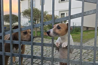 In Crimmitschau wird treuer Begleiter teurer: „Gerade für ältere Leute ist ein Hund oft letzter Halt gegen Einsamkeit“ - Nancy Nürk, die im Crimmitschauer Ortsteil Frankenhausen lebt, liebt ihre beiden Vierbeiner. Die zweifacher Mutter muss ab 2026 insgesamt 180 Euro Hundesteuer zahlen.