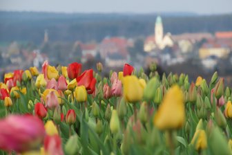 In diesem Jahr kein Tulpenfeld an der B 175 in Werdau - Einen herrlichen Anblick bot im April vorigen Jahres das Tulpenfeld an der B 175 in Werdau.
