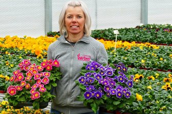 In Drebacher Gärtnerei beginnt der Frühling: Welche Frühblüher jetzt schon ins Freie dürfen - Beatrix Gärtner zeigt Stiefmütterchen, mit denen die Drebacher Gärtnerei die neue Saison eröffnet.