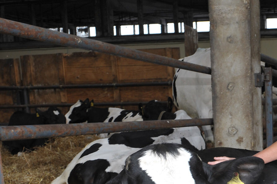 3100 Rinder stehen in der Agrofarm 2000 GmbH Eichigt, die am 9. Juli ihren 20. Geburtstag begeht. Im Foto: Annerose Fuchs, Leiterin der Tierproduktion, mit einem kürzlich geborenen Kalb und dessen Mutter.