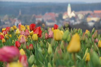 In einer Nacht: Tulpenfeld vor den Toren Werdaus geplündert - So üppig war die Blütenpracht noch am Donnerstagabend auf dem Tulpenfeld an der B 175.