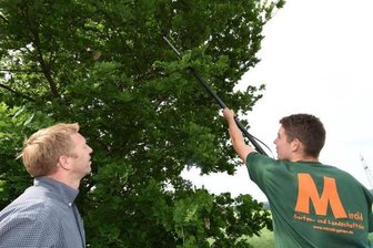 In Euba müssen 43 Bäume weichen -