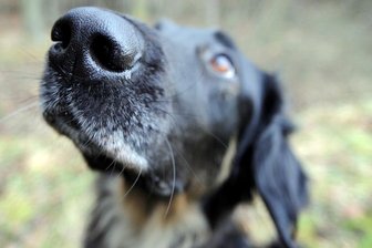 In fast allen Orten im Landkreis Zwickau gibt's mehr Hunde als vor Corona - 