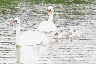 In Freiberg lässt der Frühsommer grüßen: Ganz kleine und ganz große Schwäne zu entdecken - Die Schwanenfamilie an der Badestelle des Großen Teiches in Freiberg.