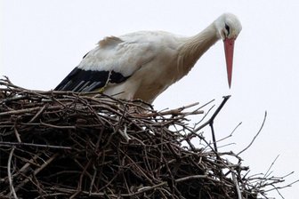 In Glauchau und Waldenburg sind die Störche zurück - Meister Adebar inspiziert das Nest auf der Glauchauer Gelectra-Esse.