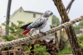 In kleinem Tiergarten im Erzgebirge ziehen neue Bewohner ein - Vier Graupapageien sind die ersten Bewohner der neuen begehbaren Voliere im Thumer Tiergarten. Während die anderen sich lieber im Haus vor dem Fotografen versteckten, ließ er sich am Mittwochabend vor die Kamera locken.