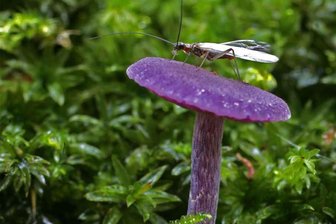 In Langenbernsdorf mit Licht auf Insektenfang gehen - Dass so eine Köcherfliege in der Lichtfalle landet, ist möglich. Diese hier sitzt auf einem Violetten Lacktrichterling.